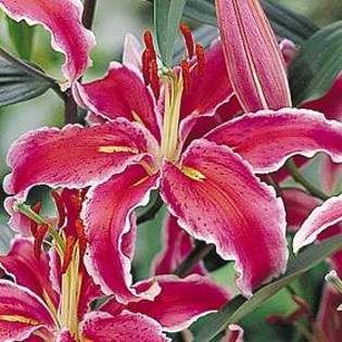 8073 - Plante Lilium