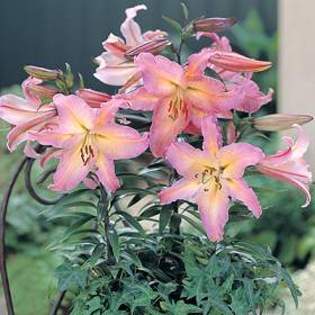 8903 - Plante Lilium