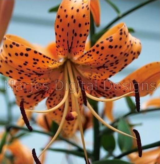 Capture_53 - Plante Lilium