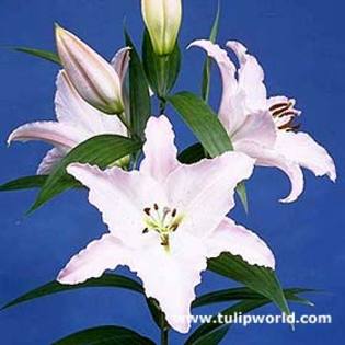 Crin 13 - Plante Lilium