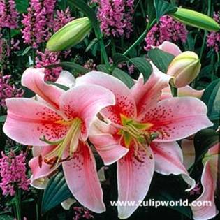 Crin 14 - Plante Lilium