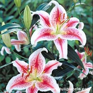 Crin 17 - Plante Lilium