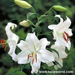 Crin 18 - Plante Lilium