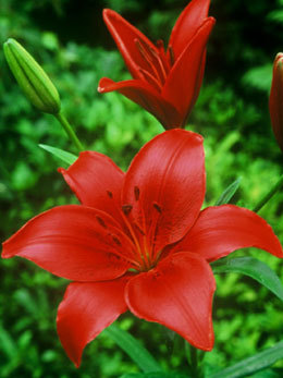 Crin 23 - Plante Lilium