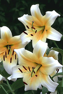 Crin 25 - Plante Lilium