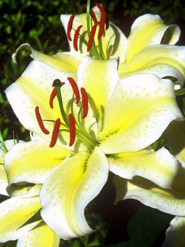 Crin 26 - Plante Lilium