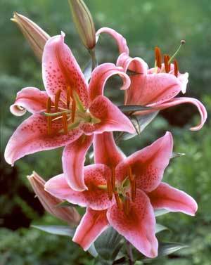 Crin 27 - Plante Lilium