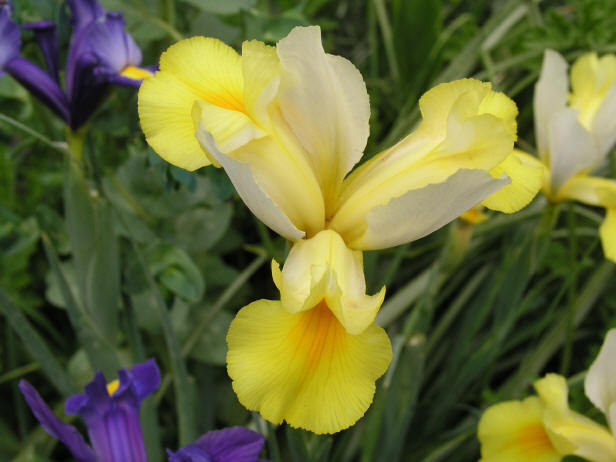 Dutch%20Iris%20yellow - Plante Lilium