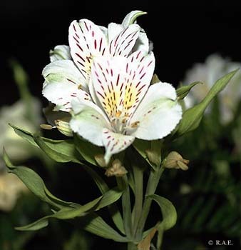 LiliumCorsage - Plante Lilium