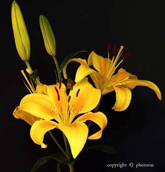 LiliumIbrido3 - Plante Lilium