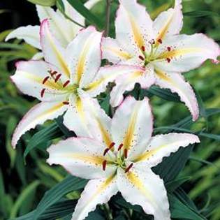 \'nippon\' - Plante Lilium