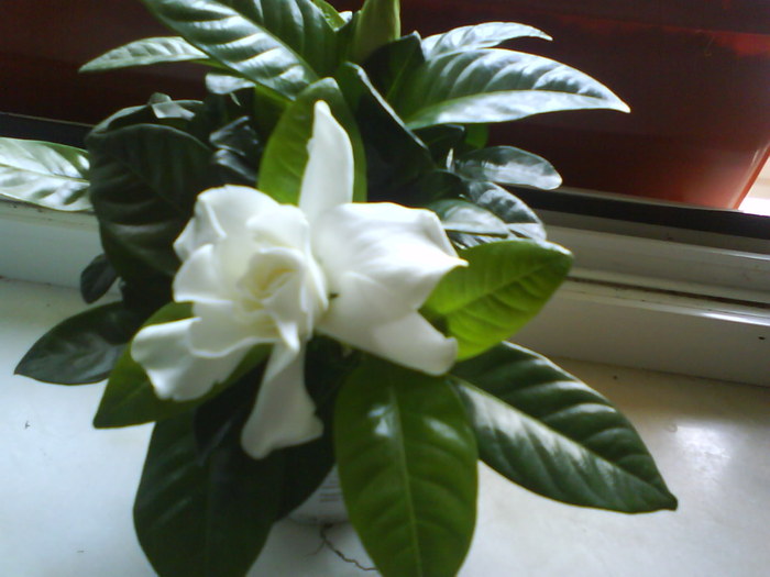 DSC01653 - Gardenia