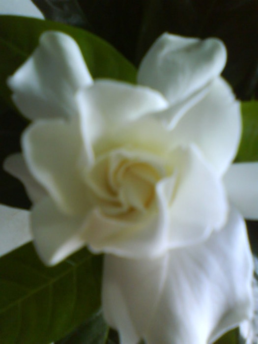 Gardenia; cumparata azi 8 aug.2010
