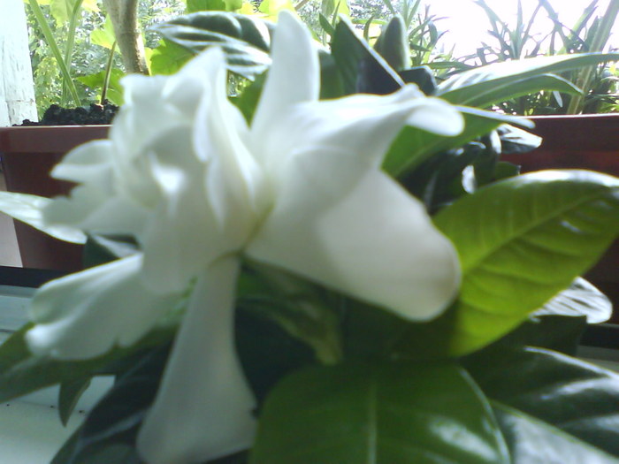 Gardenia; cumparata azi 8 aug.2010
