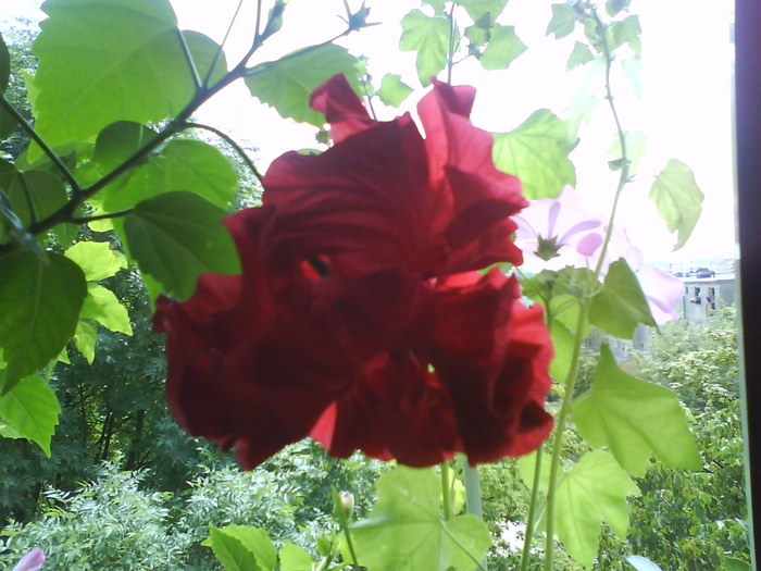 Hibiscus rosu; aug.2010
