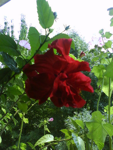 Hibiscus rosu - Hibiscus rosu