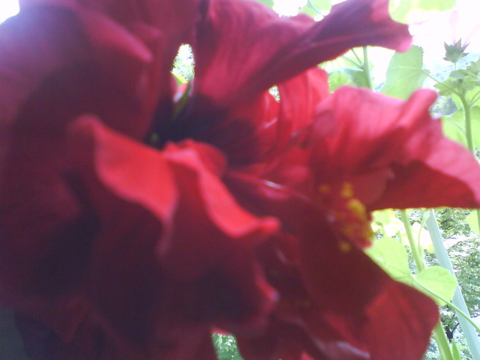 Hibiscus rosu; aug.2010
