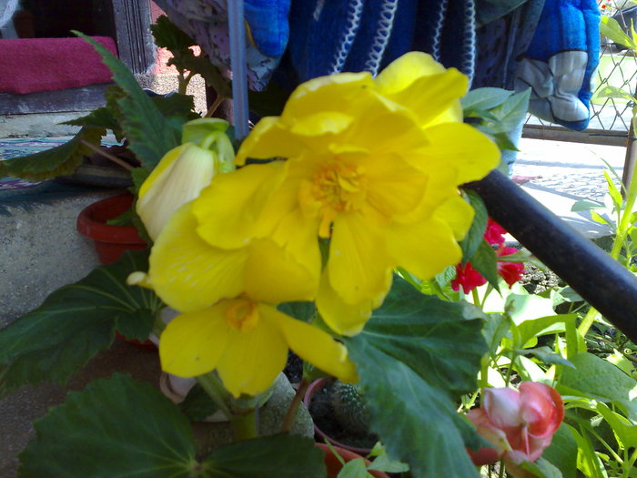 begonia galbena - B BEGONII