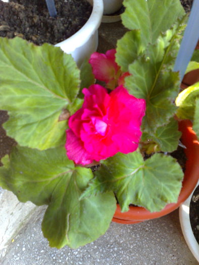 begonia roz - B BEGONII