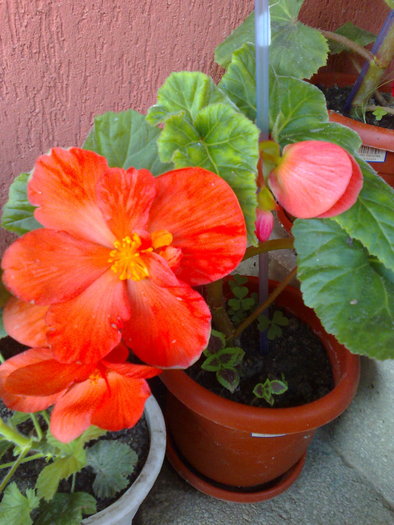 begonia portocalie