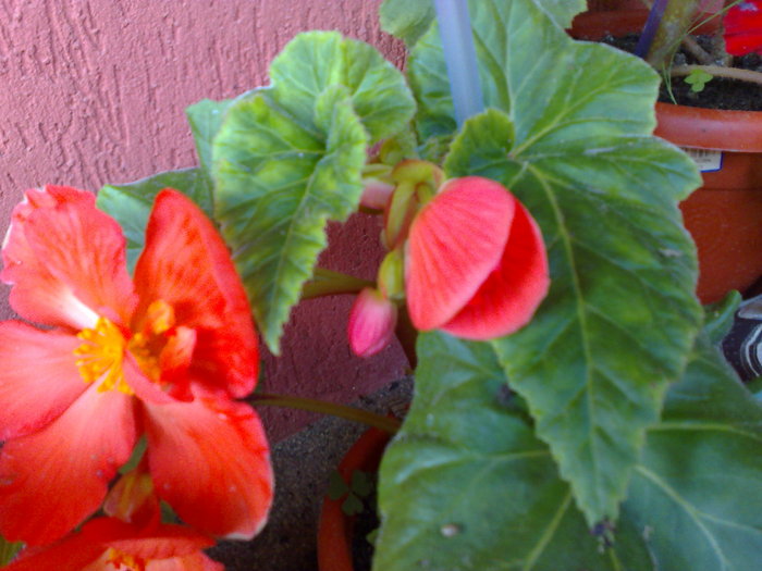 begonia portocalie