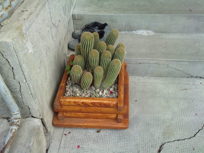 P080810_14.200002 - cactus