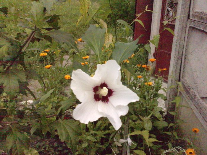 hibiscus alb - iulie-august 2010