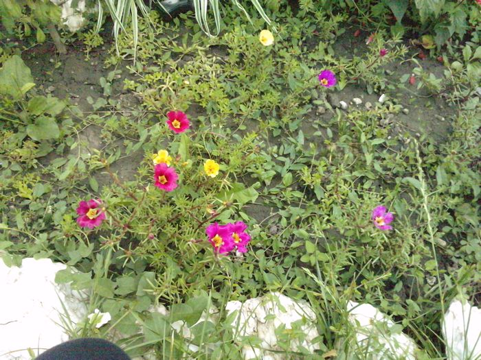 flori de piatra - iulie-august 2010