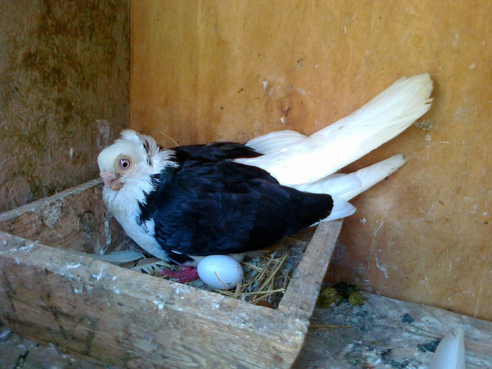 08082010206 - 1744 Sedat Iusein