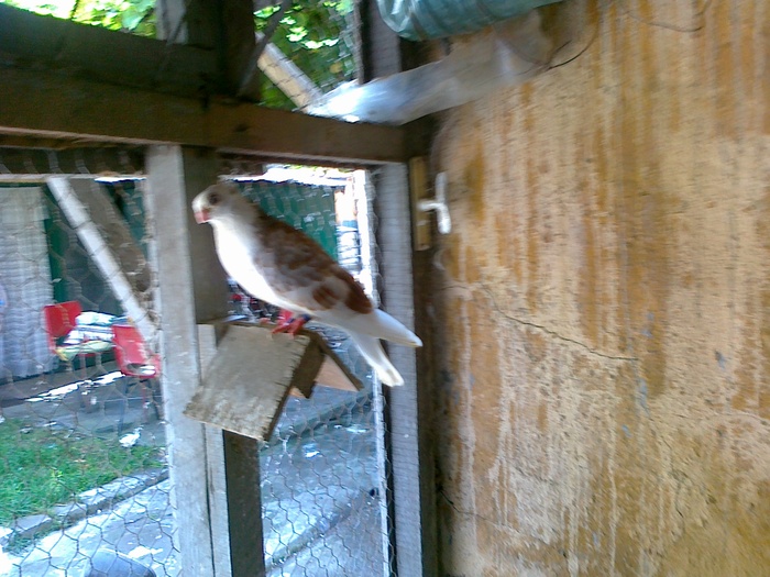 08082010208 - 1744 Sedat Iusein