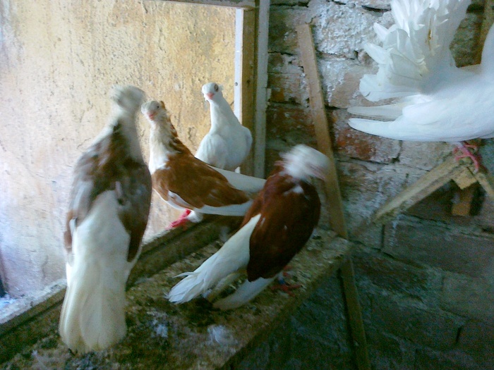 08082010213 - 1744 Sedat Iusein