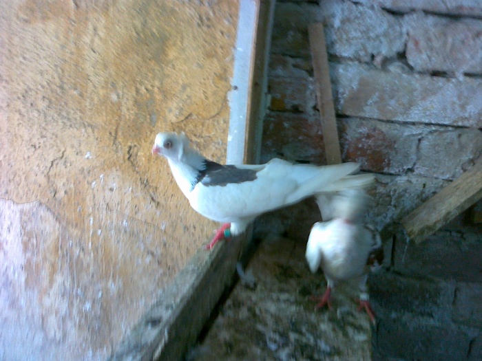 08082010217 - 1744 Sedat Iusein