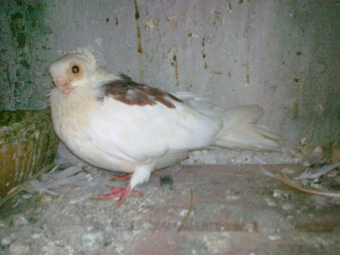 08082010219 - 1744 Sedat Iusein