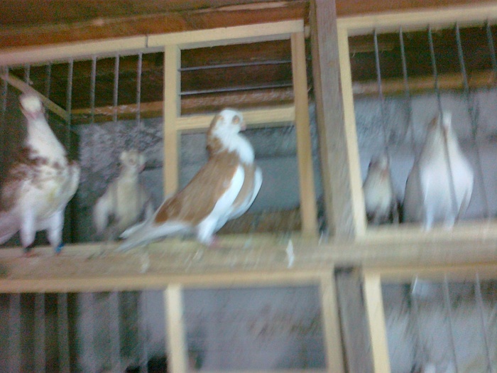 08082010223 - 1744 Sedat Iusein