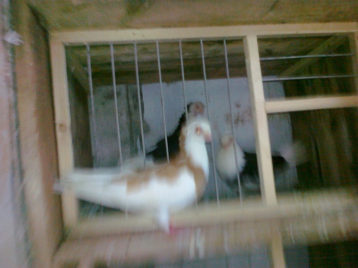 08082010224 - 1744 Sedat Iusein