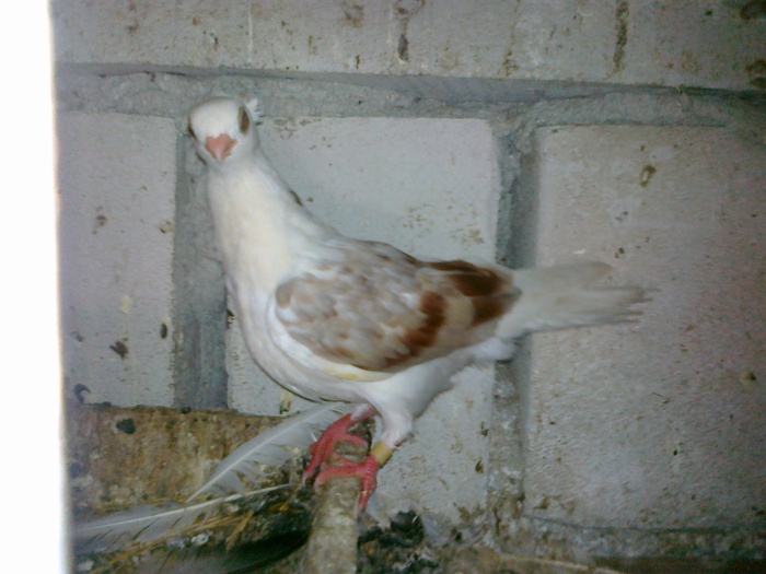 08082010227 - 1744 Sedat Iusein