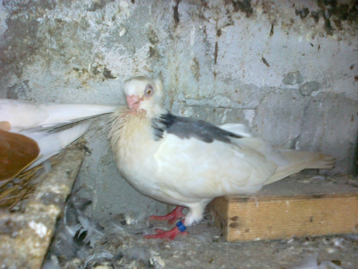 08082010230 - 1744 Sedat Iusein