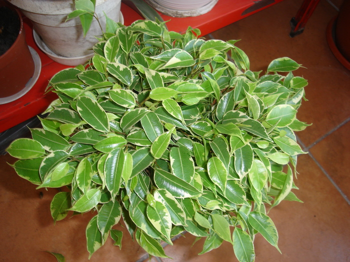 ficus