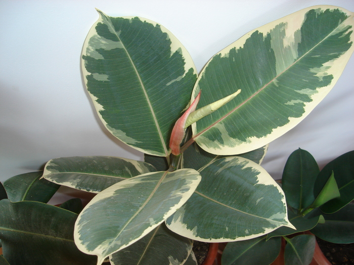 ficus elastica