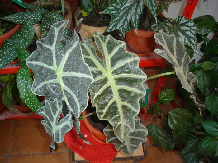 alocasia