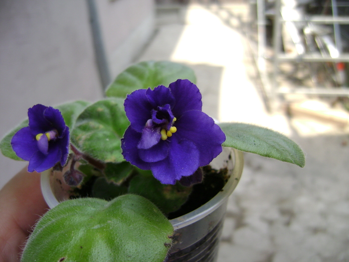 DSC04865 - violete