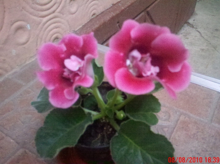 moto_0508 - gloxinia