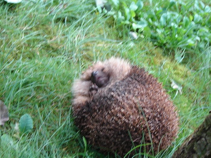 DSC07811 - paznicul gradinii