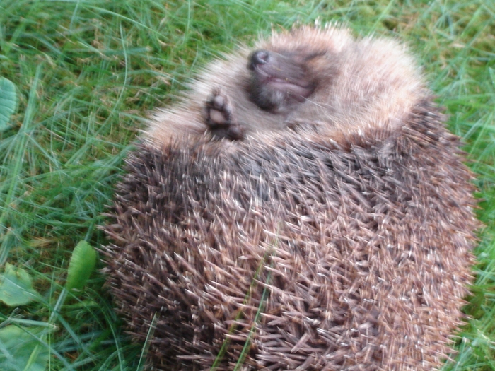 DSC07816 - paznicul gradinii