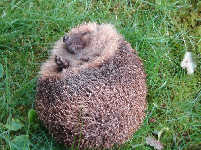 DSC07819 - paznicul gradinii