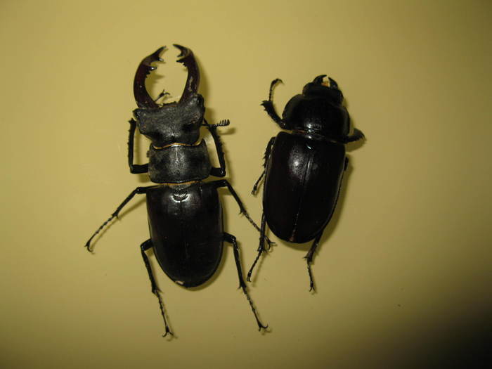 Picture 15 - Insecte