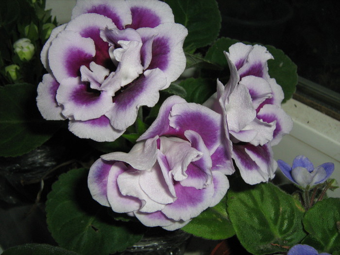 001 - Gloxinia