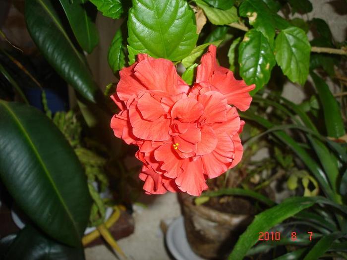 DSC08874 - hibiscus