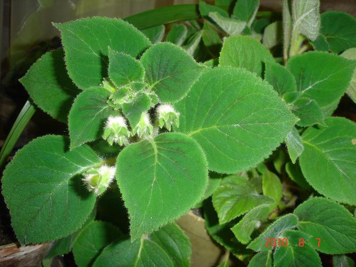 KOHLERIA