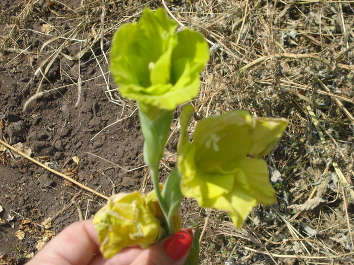 DSC05955 - gladiole 2010